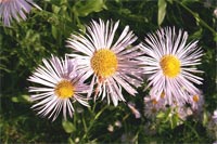 фото: Три цветка (опубликовано 06.07.2005)
