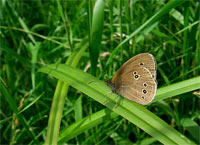 фото: Бабочка "Глазок чернобурый" (Aphantopus hyperantus) #2 (опубликовано 04.07.2005)