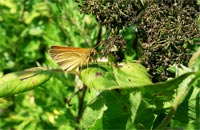 фото: Маленькая мохнатая бабочка (опубликовано 16.07.2005)