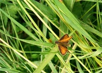 фото: Маленькая бабочка со странной конфигурацией крыльев (опубликовано 21.07.2005)