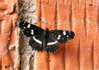 фото: Черно-белая бабочка - Пестрокрыльница (Araschnia levana) #1 (опубликовано 19.07.2005)