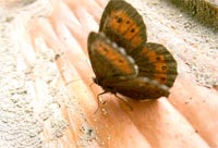 фото: и еще бабочка... (опубликовано 18.07.2005)