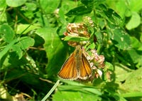 фото: Еще одна маленькая мохнатая бабочка (опубликовано 26.07.2005)