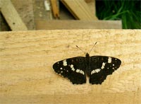 фото: Черно-белая бабочка - Пестрокрыльница (Araschnia levana) #3 (опубликовано 05.08.2005)