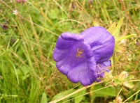 фото: Фиолетовый цветок (опубликовано 06.07.2005)