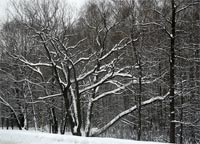 фото: Черно-белое дерево (опубликовано 18.02.2006)