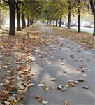 фото: Дорожка с листьями (опубликовано 22.10.2005)