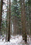 фото: В еловом лесу... (опубликовано 10.12.2005)