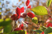 фото: Красные листья (опубликовано 13.10.2005)