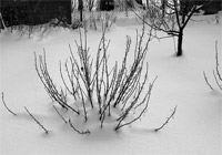 фото: Куст в снегу (опубликовано 25.12.2005)