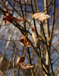 фото: Сухие листья (опубликовано 07.11.2005)