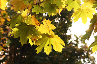 фото: Кленовые листья (опубликовано 11.10.2005)