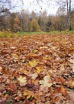 фото: Ковер опавших листьев (опубликовано 26.10.2005)