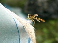 фото: Какая-то муха, похожая на осу (опубликовано 07.07.2005)