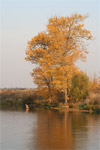 фото: Золотое дерево (опубликовано 15.10.2005)