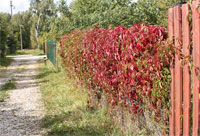 фото: Красный виноград (опубликовано 21.09.2005)