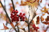 фото: Осенняя рябина (опубликовано 12.09.2005)