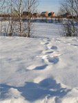 фото: Следы в снегу (опубликовано 16.01.2006)