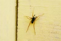 фото: Очередной паук... (опубликовано 15.07.2005)