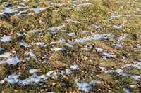 фото: Снег, листья и трава (опубликовано 08.11.2005)