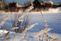 фото: Снежная трава (опубликовано 09.01.2006)