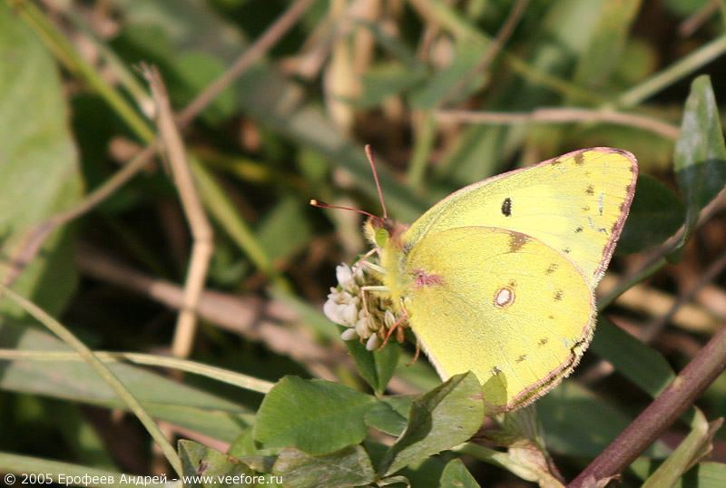   (Colias hyale)