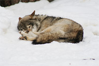 фото: Волк (опубликовано 19.03.2006)