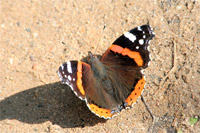 фото: Бабочка Адмирал (опубликовано 02.09.2006)