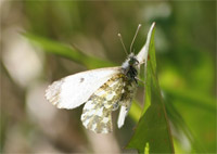 фото: Бабочка-зорька, вид сбоку (опубликовано 20.05.2006)