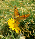 фото: Неопознанная бабочка (опубликовано 15.09.2006)
