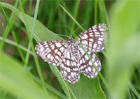 фото: Неизвестная бабочка (опубликовано 05.11.2006)