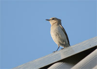 фото: Небольшая птичка с добычей в клюве (опубликовано 11.06.2006)