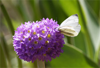 фото: Бабочка-брюквенница (опубликовано 16.05.2006)