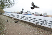 фото: Голуби летят (опубликовано 21.10.2006)