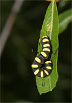 фото: Черно-желтая гусеница (опубликовано 16.07.2006)