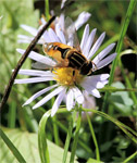 фото: Журчалка на цветке (опубликовано 21.09.2006)