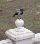 фото: Ворона на шаре (опубликовано 19.11.2006)