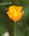 фото: Солнечный цветок (опубликовано 27.07.2006)