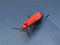 фото: Красный жук #1 (опубликовано 20.06.2006)