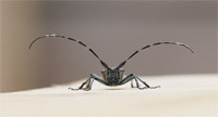 фото: Усатый жук (опубликовано 19.06.2006)