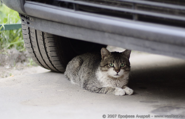 Кошка под машиной