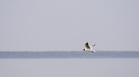 фото: и чайка над волной летит... (опубликовано 26.06.2008)
