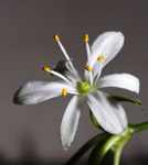фото: Цветок хлорофитума (опубликовано 07.10.2007)