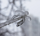 фото: Ледяные растения - 2 (опубликовано 29.12.2010)