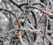 фото: Ледяные растения - 3 (опубликовано 29.12.2010)