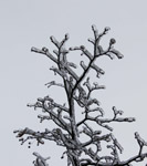 фото: Ледяные растения - 4 (опубликовано 29.12.2010)