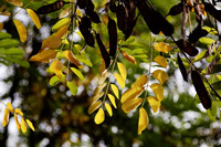 фото: Солнечные листья (опубликовано 17.10.2007)