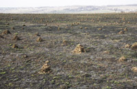 фото: Муравейники на поле (опубликовано 01.05.2009)