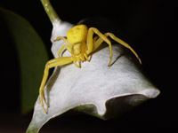 фото: Желтый паук-бокоход (опубликовано 29.06.2008)