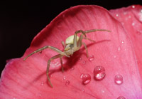 фото: Стоит паук, раскинув лапы... (опубликовано 13.08.2007)